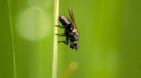 Fly sitting on a blade of grass Stock Footage 38025237