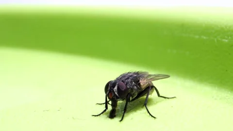 Fly sitting on box and sucking_micro lens Stock Footage 277387490