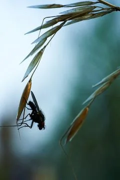 Fly sitting on a Branch Stock Photos