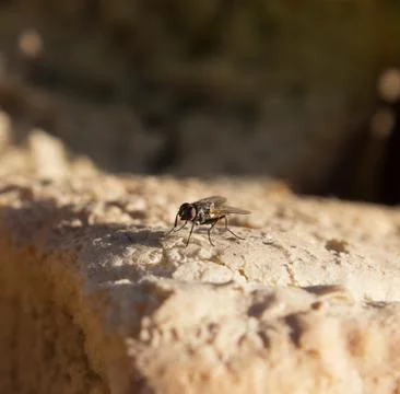 Fly sitting on the bread, close-up Stock Photos