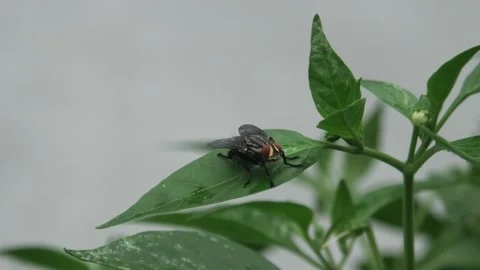 Fly sitting on chilli leaf Stock Footage 307472059