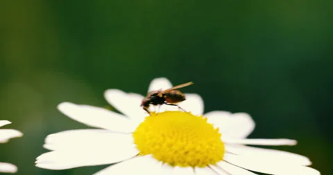 A fly sitting on a daisy. close-up of a daisy with a fly Stock Footage 344045259