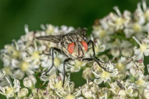 Fly sitting on a flower with blurred background Foto stock