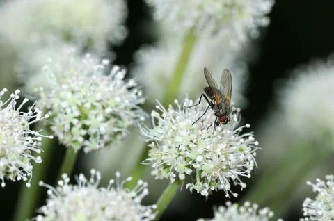 Fly sitting on a flower Stock Photos