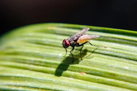 A fly sitting on a green leaf Stock Photos