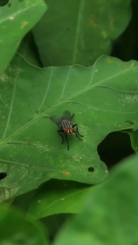 Fly Sitting On A Leaf Video stock 308057544