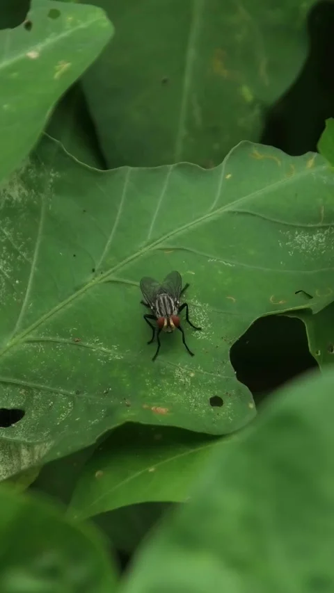 Fly Sitting On A Leaf Stock Footage 308058346