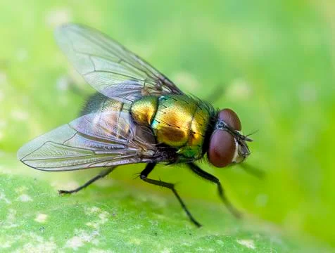 Fly sitting on a leaf. Macro shot. Stock Photos