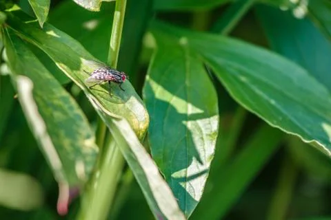 Fly sitting on a leaf Foto stock
