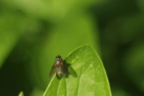 Fly sitting on leaf Stock Photos