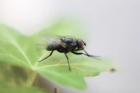  fly sitting on a leaf Stock Photos