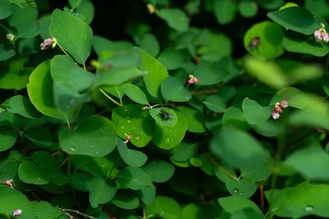 A fly is sitting on a leaf 库存照片