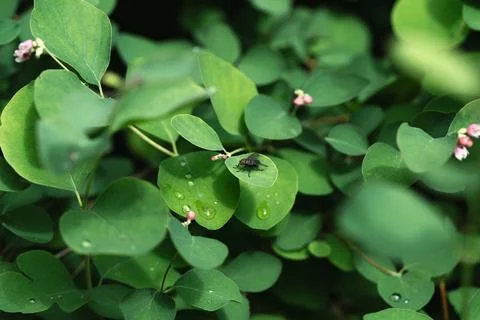 A fly is sitting on a leaf Stockfoto's