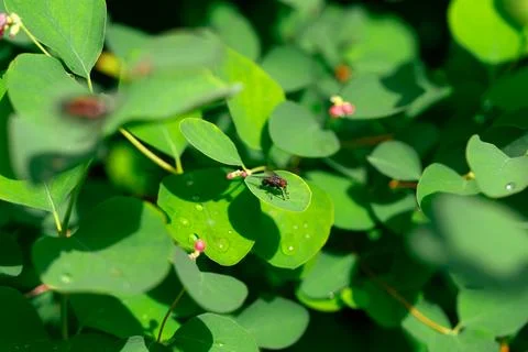 A fly is sitting on a leaf Fotos de archivo