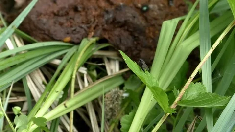 Fly sitting on the leaf of a stinging-nettle in front of a small pile of dung Stock Footage 107382227