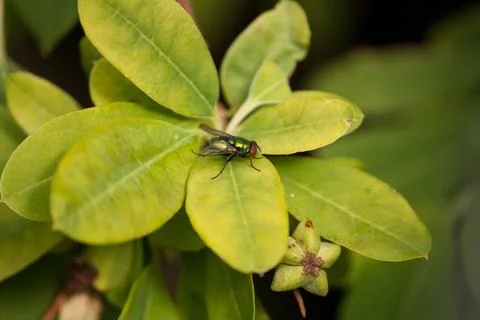 Fly sitting on leaves Stock Photos