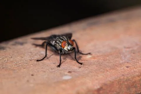 Fly sitting on the outside Stock Photos