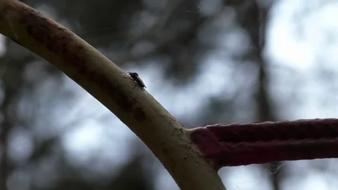 Fly sitting on a painted steel structure Video stock 76762694