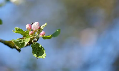 Fly sitting on a Paradise apple tree against a blurry background in a garden Stock Photos