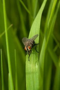 Fly sitting Stock Photos