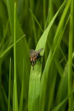 Fly sitting Stock Photos