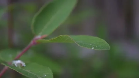 Fly sitting on the plant leaf during rain Stock Footage 132252410