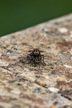 A fly is sitting on a rock Stock Photos