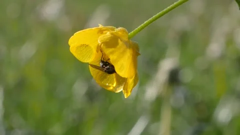 Fly sitting on a sharp buttercup flower and is blowing in the wind in slowmo. Stock Footage 154394114