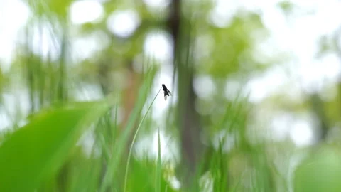 A fly sitting on a stalk Stock Footage 130991225