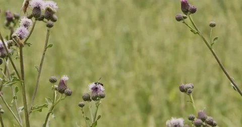 Fly sitting on a thistle, wasp in the background Video stock 137943277