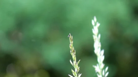 Fly sitting on top of a blade of grass growing in a meadow, blurred background Stock Footage 76808361
