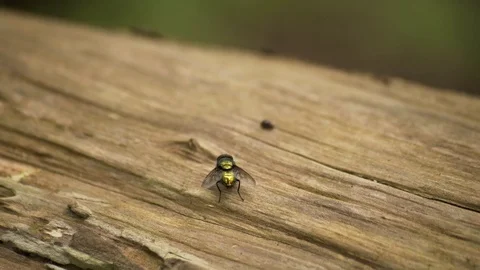 Fly Sitting On Tree Macro 4K Stock-Footage 85262502