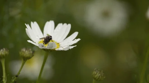 Fly Sitting On White Flower Flying Away Macro 4K Stockbeeldmateriaal 85260951