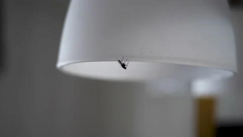A fly is sitting on a white lampshade Video stock 148965475