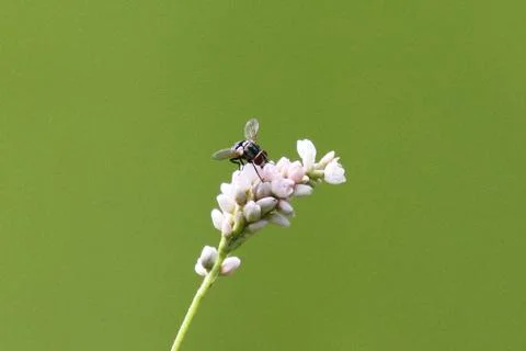 Fly on smartweed Stock Photos