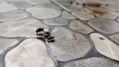 Fly on a smooth, slightly wet stone-patterned ceramic surface. Stock Footage 304065177