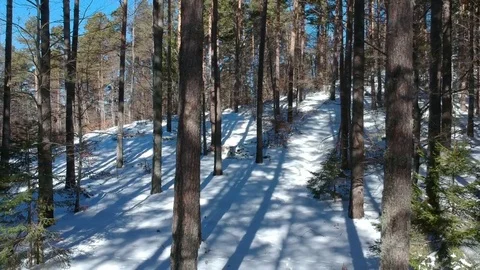 Fly in snow forest Stock Footage 85384593