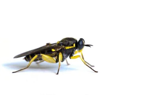 Fly ( Solva marginata) on white Stock Photos