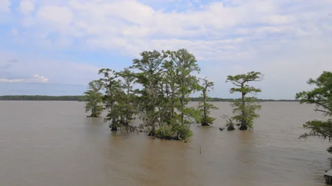 Fly In Spanish Moss On Cypress Tree Lake Arthur Louisiana Video stock 194388137