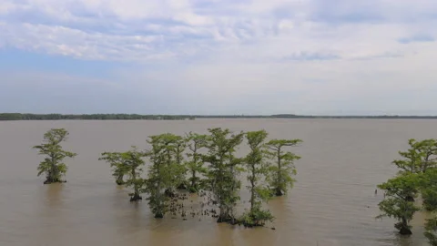 Fly In Spanish Moss On Cypress Tree Lake Arthur Louisiana Stock Footage 194388708