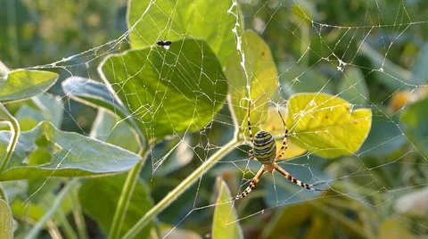 Fly in a spider's web Video stock 29220727