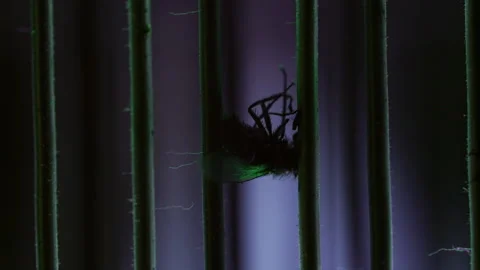 Fly splits in two as rapid electrical bursts repeatedly zap its body inside.. Video stock 340432251