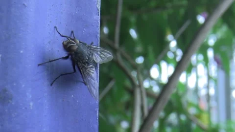 Fly standing on blue fence with trees in the background 스톡 동영상 280010244
