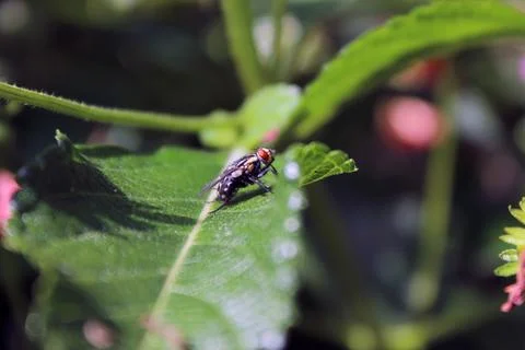Fly Standing On A Dusty Leaf Stock Photos
