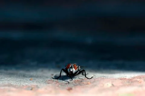 Fly standing on the ground Foto stock