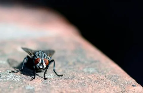 Fly standing on the ground Stock Photos