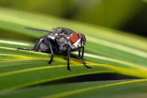 A fly standing on a leaf Stock Photos