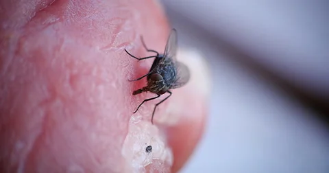 Fly standing on a Piece of Meet, Normandy, Real Time 4K Stock Footage