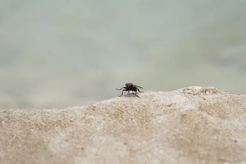 A fly standing on a rock looking at camera. Close up Stock Photos