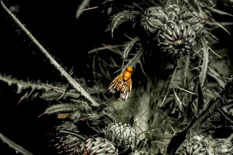 Fly standing on spiky leaf of a thistle Stock Photos